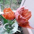 ̃x_Tulip