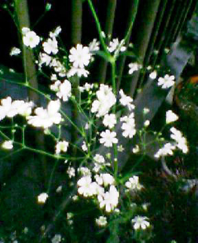 かすみ草