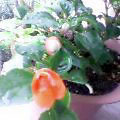 California Red Rose