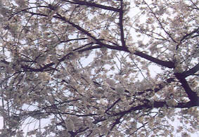 7分咲きの桜