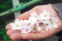 散った桜を集める