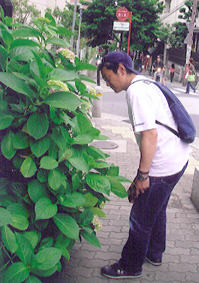 紫陽花を見つめる