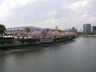 広島はお花見頃