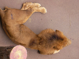 おまえ、ほんま百獣の王か?