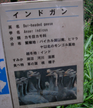 ショット・ガ〜ン