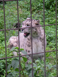 美しい生き物