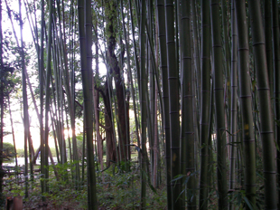 夕暮れの竹薮