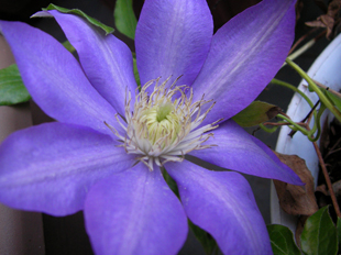 5月の花