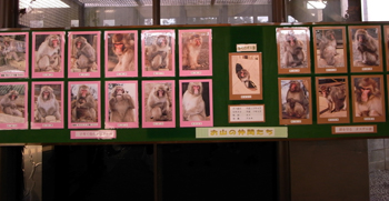 11/29高尾山/サル園